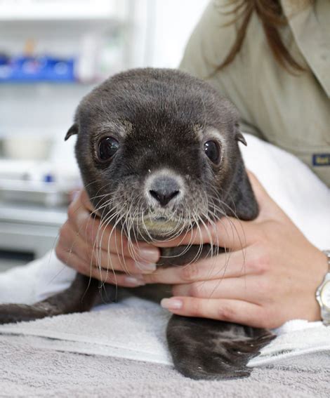 Australia's Newest Little Sea Lion Pup - ZooBorns