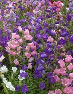 CANTERBURY BELLS Mixed Single | Flower Seeds