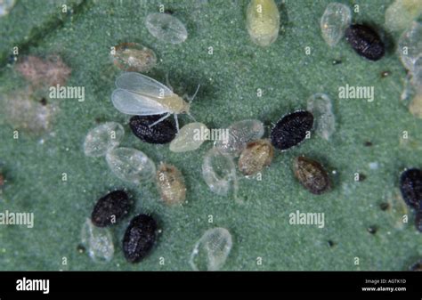 Whitefly larvae pupae parasitised by a parasitoid wasp Encarsia Stock Photo: 4662044 - Alamy