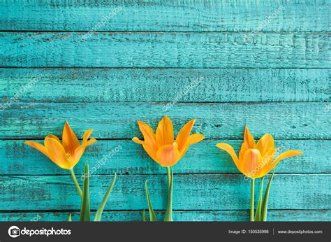 Tulipanes amarillos en fila: fotografía de stock © IgorTishenko #150535998 | Depositphotos