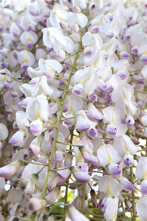 17 of the Best Wisteria Varieties | Gardener’s Path