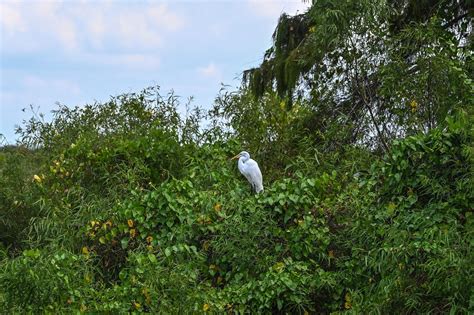 Climate change puts US' subtropical Everglades wetlands at risk | Daily Sabah