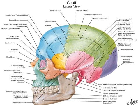 Diagrams Of Anatomy Of Skull With Radiographic Land Marks | Radiographic anatomy | Skull anatomy ...