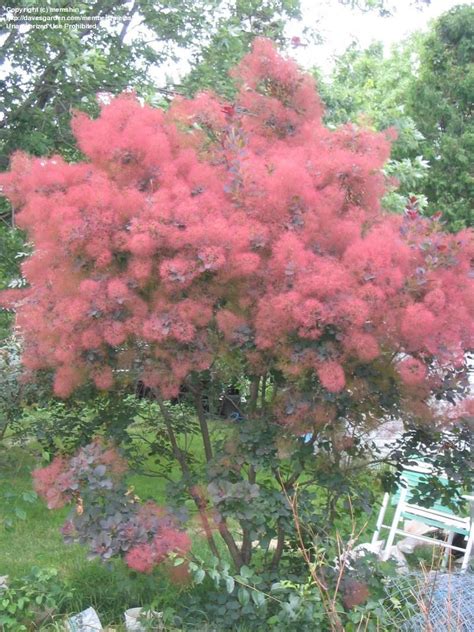 Smoke Tree (prune as a small tree), instead of Japanese maple...? | Smoke tree, Flowering trees ...