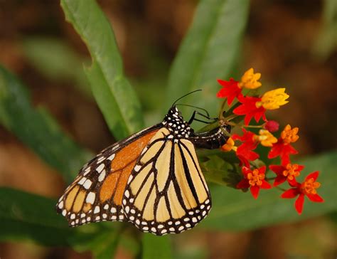 File:Monarch Butterfly Danaus plexippus Laying Egg 2600px.jpg - Wikimedia Commons