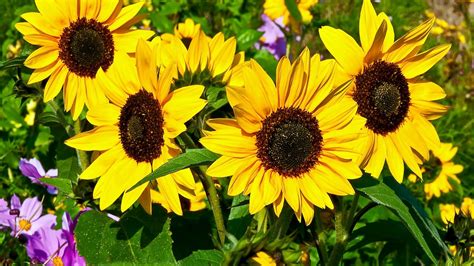 Download wallpaper 1920x1080 sunflowers, summer, green, sunny full hd ...