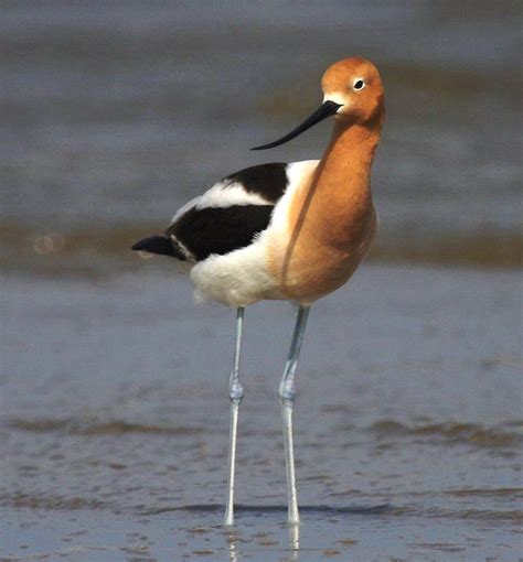 The U.S. Shorebird Conservation Partnership