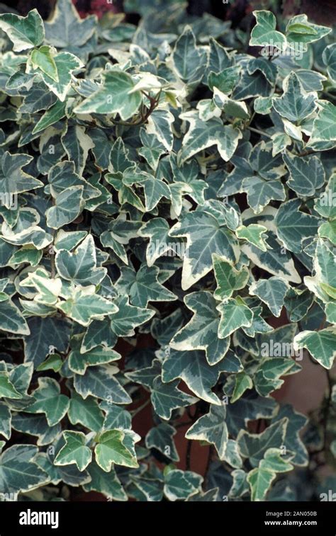 HEDERA HELIX VARIEGATA VARIEGATED ENGLISH IVY Stock Photo - Alamy