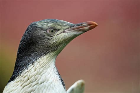 670+ Hoiho Penguin Stock Photos, Pictures & Royalty-Free Images - iStock