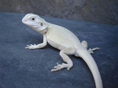 Albino Bearded Dragon | Albino Animals | Pinterest