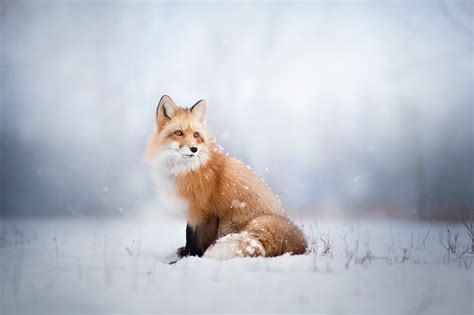 Wallpaper : animals, snow, winter, wildlife, fur, whiskers, Arctic, Freezing, fauna, 2048x1365 ...