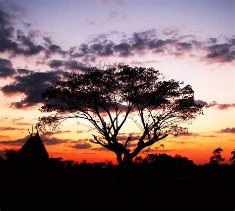 Free Images : tree, nature, horizon, sunrise, sunset, morning, dawn ...