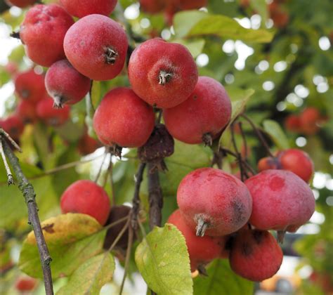 Can You Eat Crab Apples? How to Make Crab Apple Recipes?Value Food