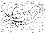 Crustacean coloring Pages  Free Coloring sketch template