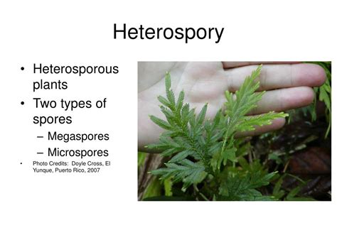 PPT - Mosses, Ferns and Lycopods PowerPoint Presentation, free download ...