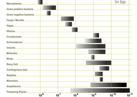 evolution - Variations in Genome Sizes - Biology Stack Exchange