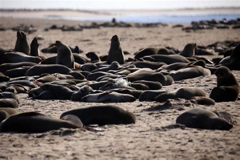 Hundreds of Cape Fur Seals Entangled in Fishing Lines and Nets Every ...