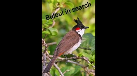 Bulbul Bird Singing - YouTube