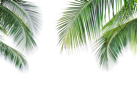 Premium Photo | Green coconut palm leaves isolate on white surface