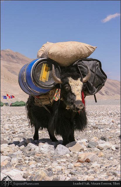 Pin on ☼ Life in TIBET