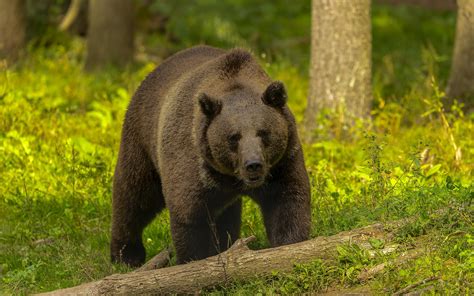 The Grizzly Bear (ursus Arctos) Is North American Brown Bear. G - FotoCorsi