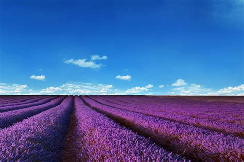 Wallpaper French Lavender Fields