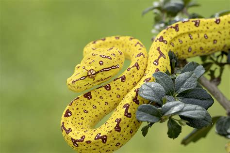 Le python vert, très différent lorsqu'il est encore jeune - Photos Futura