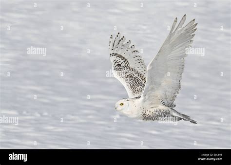 Snowy Owl Flying