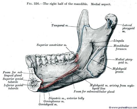 Mandible - Prohealthsys