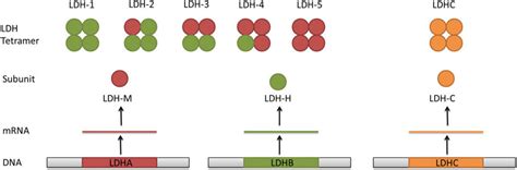 Lactate dehydrogenase (LDH) homo-and tetramer formation. The LDH... | Download Scientific Diagram