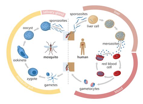 Pin on Illustrating genomics