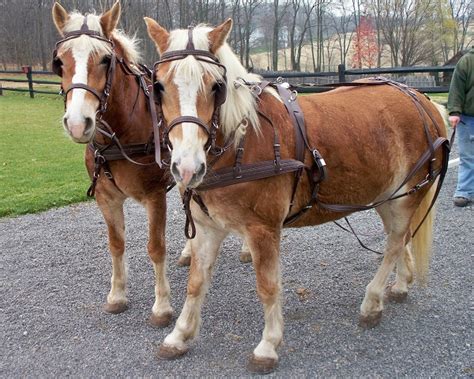 Haflinger Horse Info, Temperament, History, Pictures