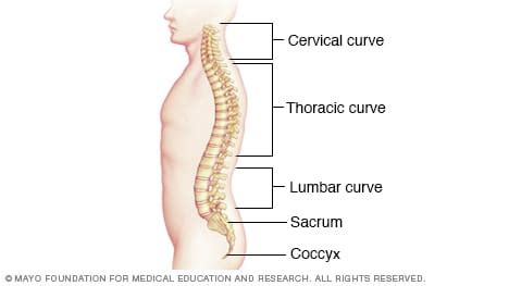 Spine curvature - darelotickets