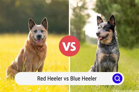 Red Heeler Vs Blue Heeler (Compared With PHOTOS) - Oodle Life