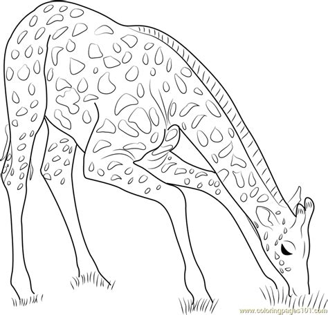 Giraffe Eating Grass Coloring Page for Kids - Free Giraffe Printable ...