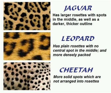 Leopard And Cheeta - Feliks Zeki