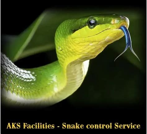 Top Snake Control Services In Gurgaon - AKS Facilities