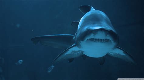 shark Full HD Wallpaper and Hintergrund | 1920x1080 | ID:505474