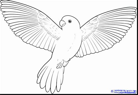 Pennsylvania State Bird Coloring Page Beautiful Coloring Pages Ohio ...