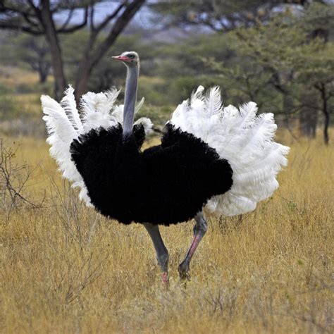 15 Largest Birds Living on the Planet - Podium School