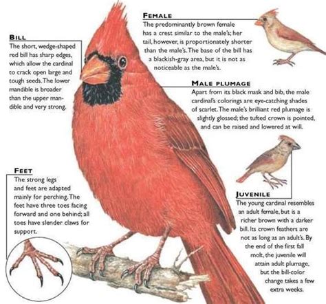 Image result for cardinal observation sheet | Pet birds, Wildlife photos, Backyard birds