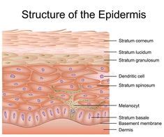 Human Epidermis Skin Structure | Epidermis, Layers of the epidermis, Skin structure