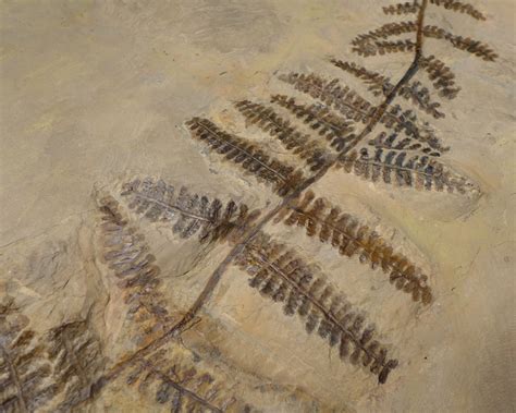 LARGE PLANT FERN FOSSIL PECOPTERIS FOSSILS