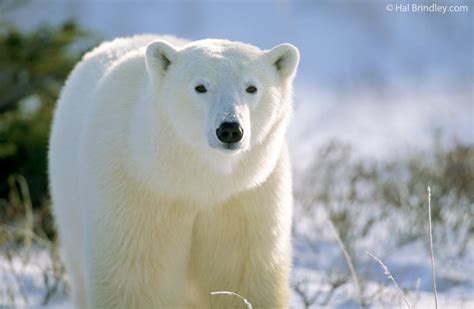 How To Photograph A Polar Bear: An Inside Tip - Travel 4 Wildlife