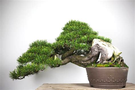 A Rugged Old Mugo Pine and a Lovely Japanese Garden | Bonsai Bark