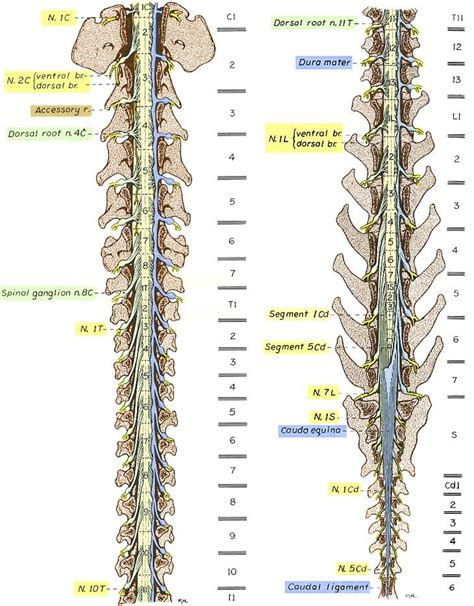 13 best vet anatomy images on Pinterest | Anatomy, Anatomy reference ...