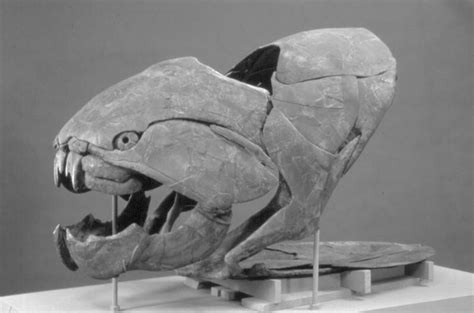 Top 31+ imagen dunkleosteus fossil - Abzlocal.mx