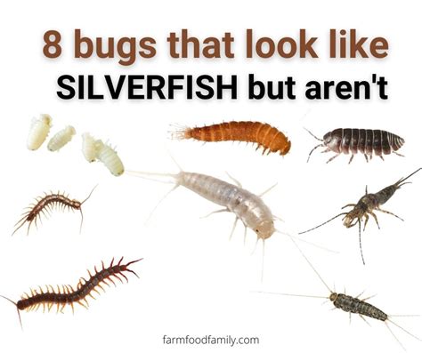 8 Bugs That Look Like Silverfish But Aren't (With Pictures)