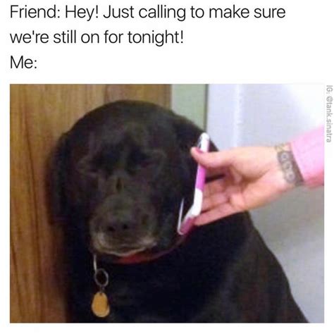 Still On | Sad Dog on the Phone | Know Your Meme