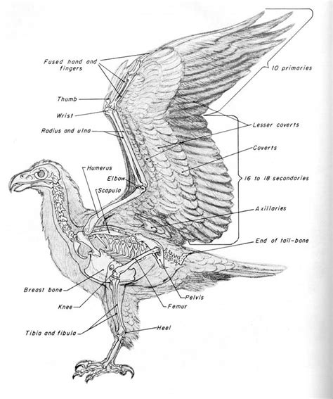 Eagle skeleton anatomy - www.anatomynote.com | Bird anatomy, Skeleton ...